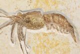 Detailed, Fossil Shrimp (Aeger) - Solnhofen Limestone #167799-2
